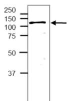 NAI2 TSA1-like protein, C-terminal in the group Antibodies Plant/Algal / Membrane Transport System / Endomembrane system at Agrisera AB (Antibodies for research) (AS20 4420)